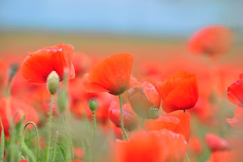 Closeup Photography of Red Clustered Petal Flowers