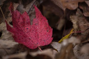 closeup photography of red leaf