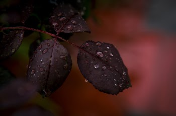Closeup Photography of Red Plant With Water Droplets