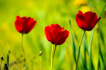 Closeup Photography of Red Tulips