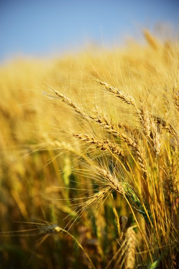 Closeup Photography of Rice Grains