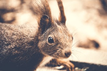 Closeup Photography of Rodent