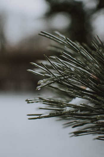 Closeup Photography of Snow-covered Plant Leaves