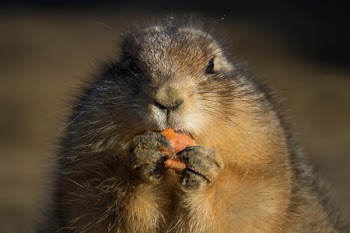 Closeup Photography of Squirrel Biting Orange Food