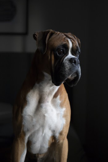 Closeup Photography of Tan and White Boxer