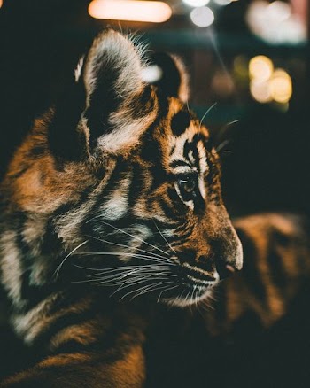 closeup photography of tiger cub