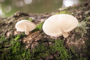 closeup photography of two white mushrooms