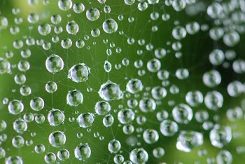 closeup photography of water dew