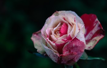 Closeup Photography of White and Pink Rose Flower