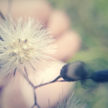 Closeup Photography of White Dandelion Flower