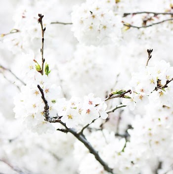 closeup photography of white flowering tree
