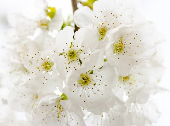 Closeup Photography of White Petaled Flowers