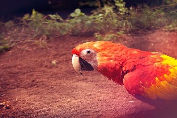 closeup photography of yellow and red parrot on brown soil