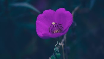 closeup photography purple petaled flower