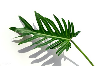 Closeup to fresh green Philodendron Xanadu leaf | Free  photo - 2230195