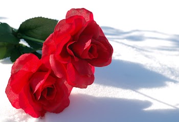 CLoth_FLowers_on_Snow.jpg