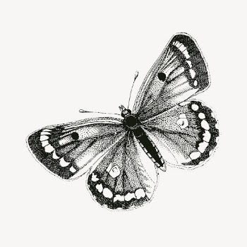 Clouded yellows butterfly clipart, vintage | Free Vector - rawpixel