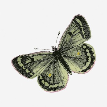 Clouded yellows butterfly collage element, | Free Photo - rawpixel