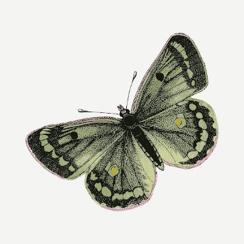 Clouded yellows butterfly collage element, | Free PSD - rawpixel