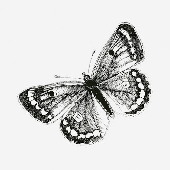 Clouded yellows butterfly drawing, vintage | Free Photo - rawpixel