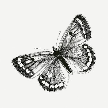 Clouded yellows butterfly drawing, vintage | Free PSD - rawpixel