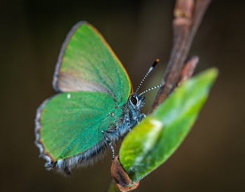 Cloudless Sulphur Butterfly Perched on Brown Plant Stem