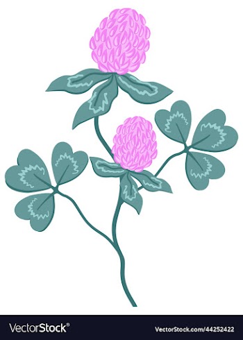 clover