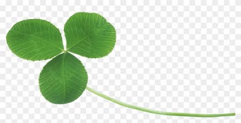 Clover - 3 Leaf Clover