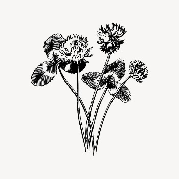 Clover clipart, drawing illustration vector. | Free Vector Illustration - rawpixel