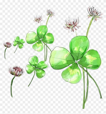 Clover Flower Picture Material - Clover Flower Picture Material