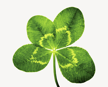 Clover leaf, isolated botanical image | Free PSD - rawpixel