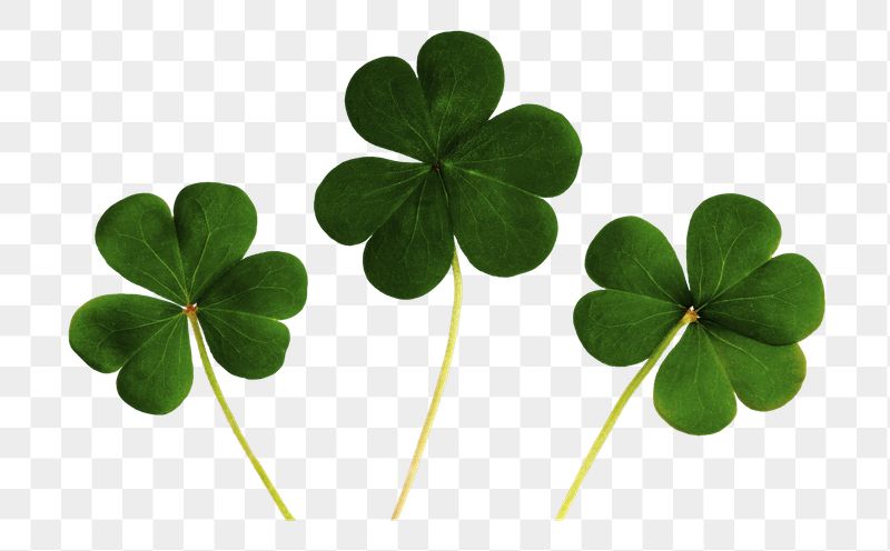 Clover leaf  png sticker, | Free PNG - rawpixel
