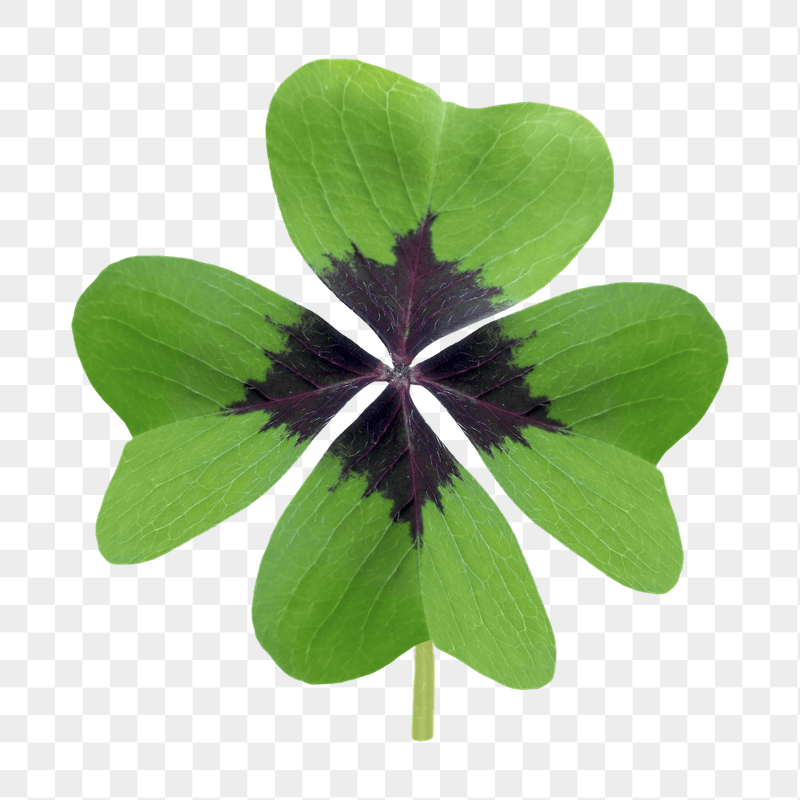 Clover leaf  png sticker, | Free PNG - rawpixel