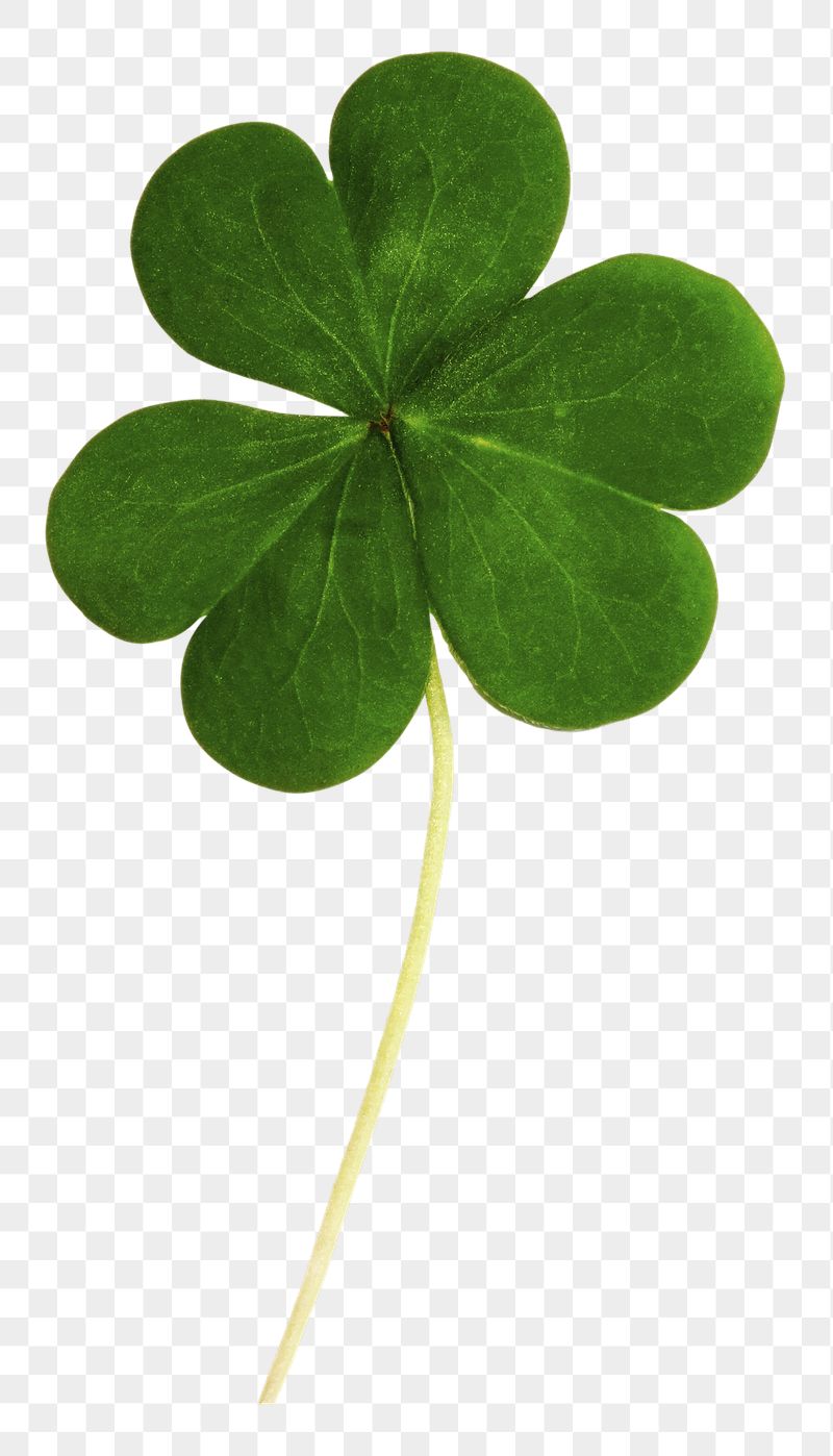 Clover leaf png sticker, Saint | Free PNG - rawpixel