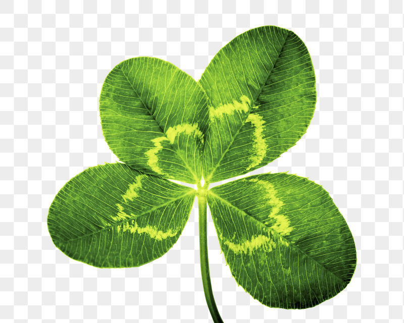 Clover leaf png sticker, transparent | Free PNG - rawpixel