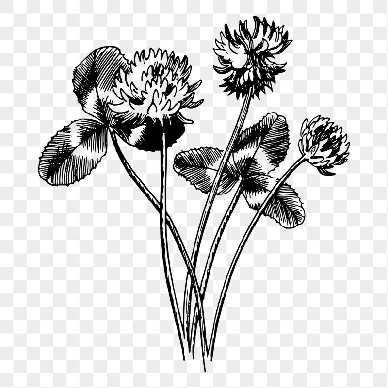 Clover png sticker illustration, transparent | Free PNG - rawpixel
