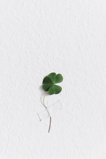 Clover Taped to a Wall