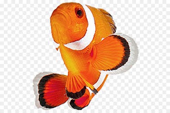 Clownfish Akwarystyka morska Photography - fish 
