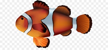 Clownfish Clip art - Clownfish PNG Transparent Clip Art Image 