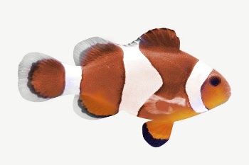 Clownfish collage element, isolated image | Free PSD - rawpixel