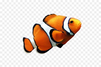Clownfish Coral reef fish Angelfish Clip art - fish 
