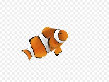 Clownfish Goldfish Siamese fighting fish Desktop Wallpaper - rio 
