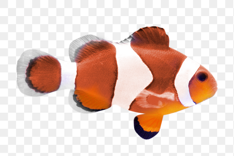 Clownfish png sticker, animal image, | Free PNG - rawpixel