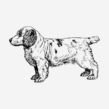 Clumber Spaniel dog drawing, hand | Free Photo - rawpixel
