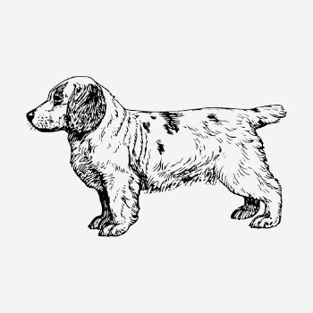 Clumber Spaniel dog drawing, vintage | Free PSD - rawpixel
