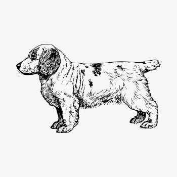 Clumber Spaniel dog drawing, vintage | Free Vector - rawpixel