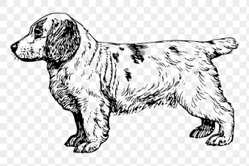 Clumber Spaniel dog png drawing, | Free PNG - rawpixel