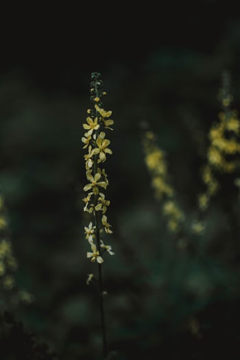 Cluster Of Flowers
