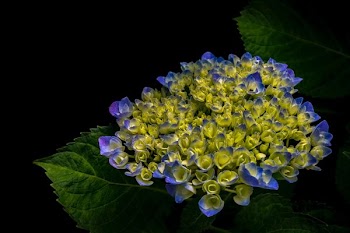 cluster of purple and green petaled flower