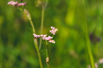 Cluster Pink Petaled Flowers in Bloom at Daytime